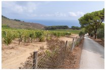 33s  vigneti della lussuosa tenuta le Ripalte