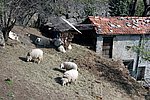 IMG_0004s.jpg