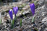 IMG_0067s.jpg