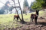 IMG_0078s.jpg