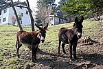 IMG_0079s.jpg