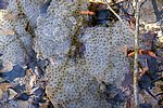 IMG_0085s.jpg