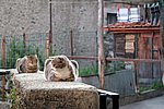 IMG_0086s.jpg