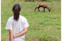10s  ogni tanto si vede qualche camoscio, stambecchi niente, loro con il caldo estremo che ormai tocca anche queste quote salgono oltre i 3000 metri per soffrire meno