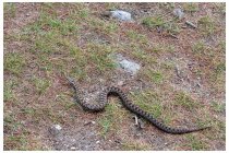 24s  qui incrociamo un abitante locale, una bella vipera. Oltre ai camosci, il primo giorno abbiamo anche visto, per pochi secondi, un ermellino