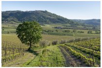 57s  lassù Montalcino da cui siamo appena scesi, ora per bellissime strade bianche si punta verso Torrenieri