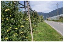 69s  altra lunga discesona dritta tra i meleti per arrivare direttamente a Tirano