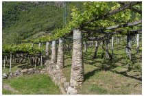 38s  in questa zona i vigneti sono sorretti da questi particolari "pilastrini"