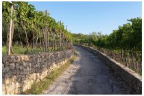 04s  sono in Valpolicella,  di certo non mancano le viti