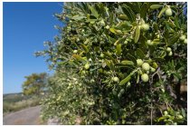 09s  dopo l'uva, le olive