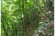 14s  lungo il sentiero nel bosco