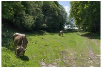 19s  appena prima della località Piano delle Alpi (dove c'è un'area pic nic) si prende una strada sterrata a destra che sale verso il passo Bonello,  nella foto gli ultimi metri. Pedalabile anche in gravel alterna tratti più "grossi" ad altri scorrevoli