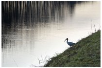 13s  un Ibis sacro, uccello che sta colonizzando la pianura padana