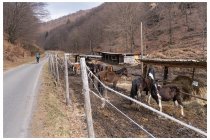 24s  A Dasio invece di tornare giù per la val di Rezzo, andiamo verso il passo della Cava e scendiamo in direzione della val Cavargna