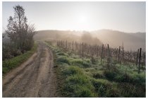 04s  dopo circa 3,5 chilometri abbandono la ciclabile e punto verso il piccolo paesello di Torrazza Coste, la strada inizia a salire e la nebbia si dirada, lascio l'asfalto e pedalo tra i vigneti